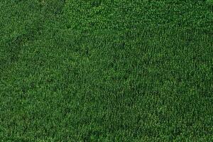 Pictures of beautiful natural landscapes, corn field photo