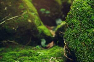 Beautiful Bright Green moss grown up cover the rough stones and on the floor in the forest. Show with macro view. Rocks full of the moss texture in nature for wallpaper. photo