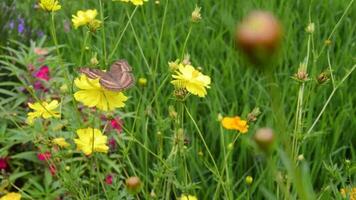 vue de papillon perché sur une épanouissement fleur. video