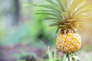 piña Fruta tropical creciente agricultura planta en el jardín. refrescante Brillo Solar en el Mañana. foto