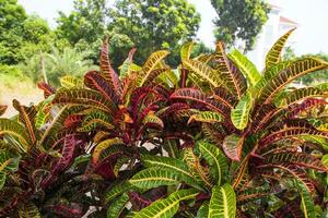 Colorful Croton Plant or Long Leaf Croton Hybrid. Tropical tree colorful leaf natural view photo