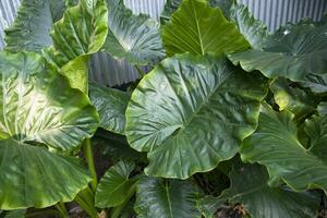 Green Alocasia or Elephant ear  tree plant Natural Texture background photo