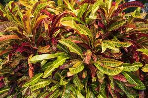 Colorful Croton Plant or Long Leaf Croton Hybrid. Tropical tree colorful leaf natural view photo