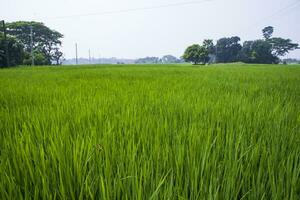 agriculture Landscape view of the grain  rice field in the countryside of Bangladesh photo