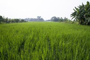 agriculture Landscape view of the grain  rice field in the countryside of Bangladesh photo