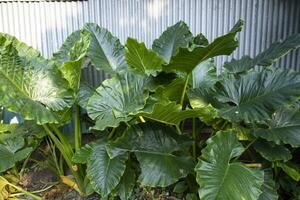 Green Alocasia or Elephant ear  tree plant Natural Texture background photo