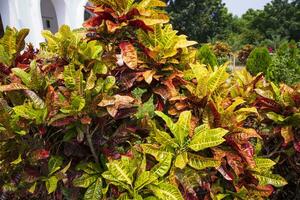 Colorful Croton Plant or Long Leaf Croton Hybrid. Tropical tree colorful leaf natural view photo