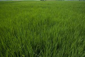 agricultura paisaje ver de el grano arroz campo en el campo de Bangladesh foto