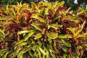 Colorful Croton Plant or Long Leaf Croton Hybrid. Tropical tree colorful leaf natural view photo