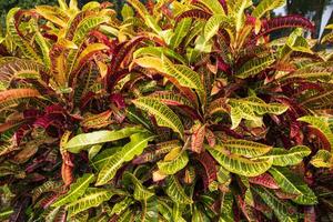 Colorful Croton Plant or Long Leaf Croton Hybrid. Tropical tree colorful leaf natural view photo