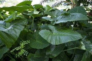 Green Alocasia or Elephant ear  tree plant Natural Texture background photo