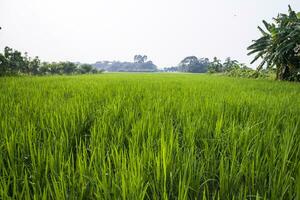agriculture Landscape view of the grain  rice field in the countryside of Bangladesh photo