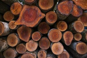 Stacked pile wood logs abstract pattern texture Can be used as a Background wallpaper photo