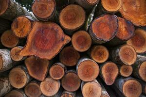 Stacked pile wood logs abstract pattern texture Can be used as a Background wallpaper photo