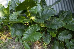 Green Alocasia or Elephant ear  tree plant Natural Texture background photo