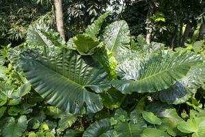 verde alocasia o elefante oído árbol planta natural textura antecedentes foto