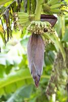 florecer plátano flor es un sano nutrición vegetal en el jardín árbol foto