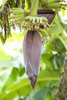 florecer plátano flor es un sano nutrición vegetal en el jardín árbol foto