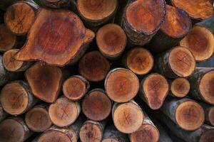 Stacked pile wood logs abstract pattern texture Can be used as a Background wallpaper photo