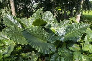 Green Alocasia or Elephant ear  tree plant Natural Texture background photo