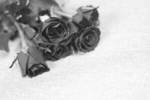 The beautiful black rose isolated on white background photo