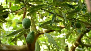 Avocado fruit hanging at branch of tree in a plantation video