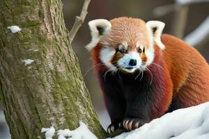 Red panda. AI Generative Pro Photo