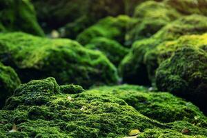 Beautiful Bright Green moss grown up cover the rough stones and on the floor in the forest. Show with macro view. Rocks full of the moss texture in nature for wallpaper. photo