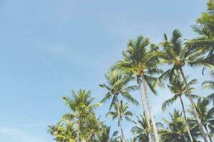 Leaves palm coconut trees farm against blue sky,  at tropical coast,summer tree, beautiful summer landscape background. perspective view space copy write a message in the sky. photo