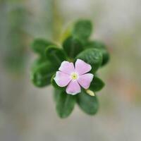 Lovely Little Purple Flower Bokeh Background photo