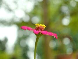 pequeño rosado flor con amarillo polen bokeh antecedentes foto