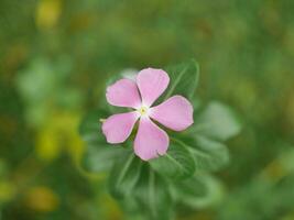 encantador pequeño púrpura flor bokeh antecedentes foto