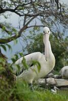 Magnificent Pelican Bird Posing Elegantly photo