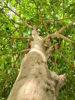 Tree Trunk and Green Leaves Bottom View Forest Jungle Garden photo