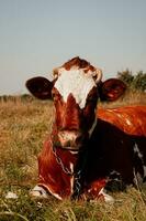 retrato de un rojo y blanco vaca sentado en el césped y mirando lejos foto
