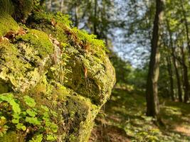 Forest undergrowth on a rock photo