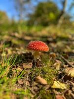 Red mushroom toadstool photo