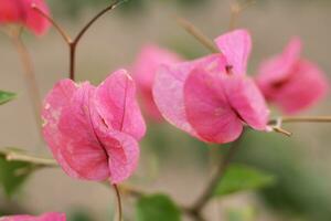 pink magnolia flowers in spring photo