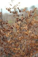 Image of dry and dead leaves photo