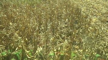 Harvester harvesting corn in Brazil video