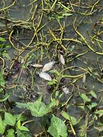 un pequeño muerto pescado en el agua foto