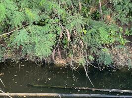 close up small pond in the forest photo