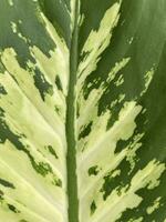 close - up shot of beautiful Dieffenbachia seguine leaf background photo