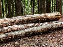 close up view of the forest of a large log photo