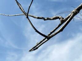 dry branches on a blue sky background photo