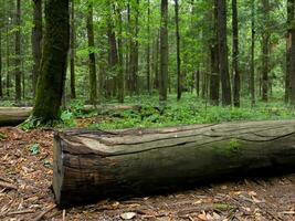 close up view of the forest of a large log photo