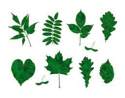 Set of hand drawn green silhouettes forest leaves - maple, maple seeds, ash-leaved maple, rowan, ash, oak, linden, elm, isolated on white background. Design elements for decorating. vector