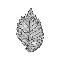 Stylized drawing of leaf of an elm tree with decorative veins isolated on white background. Vector illustration. Design element for card, invitation, banner, poster in line art style