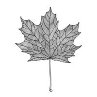 Stylized maple leaf line drawing with decorative veining isolated on white background. Vector art illustration. Design element for sticker, label, card, invitation, banner, poster.