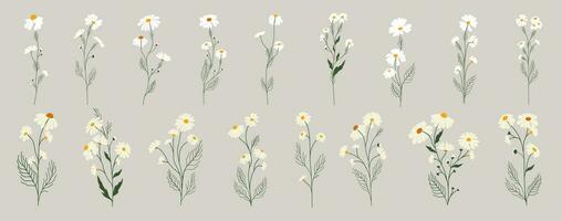 Set of daisy flowers. Chamomile illustration. Vector. vector